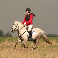 Welsh Pony (sec B) Nappemarkens Porsche