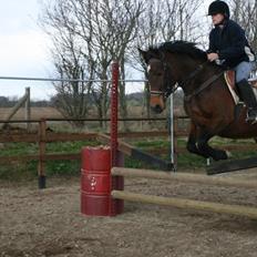 Anden særlig race Jasmin