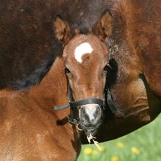 Anden særlig race Jasmin
