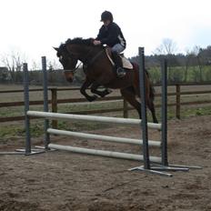 Anden særlig race Jasmin