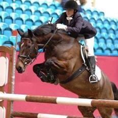 Dansk Varmblod Zenta Enemærke