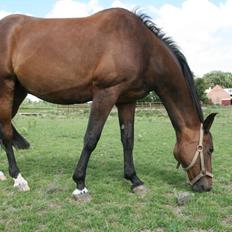 Dansk Varmblod Zenta Enemærke