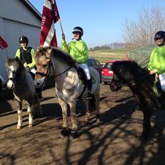 Islænder Gæfa fra Hejelte 