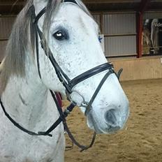 Anden særlig race Michael (Micky) 