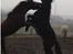 Lusitano Horatio The Noble One - Dont mess with horatio