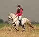 Welsh Pony (sec B) Nappemarkens Porsche