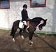 Welsh Pony (sec B) Lyngvejens Malu