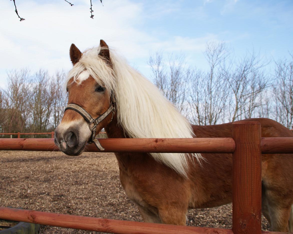 Haflinger Staying Alive billede 1