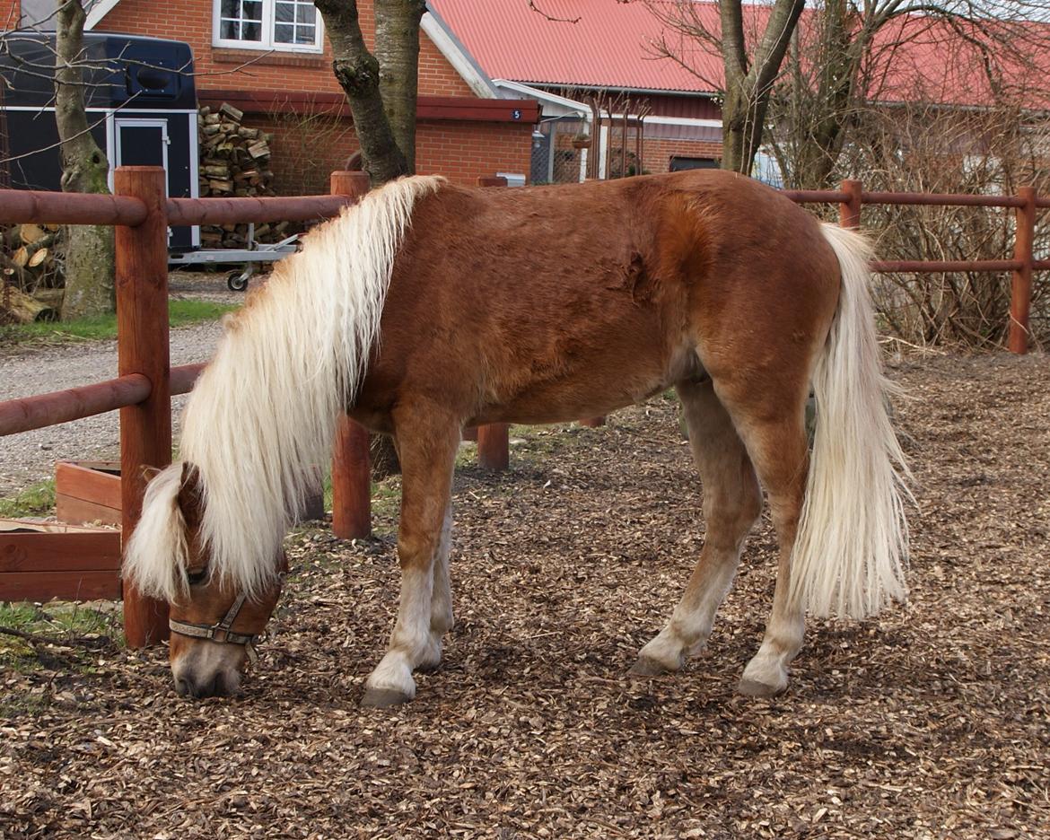 Haflinger Staying Alive billede 2