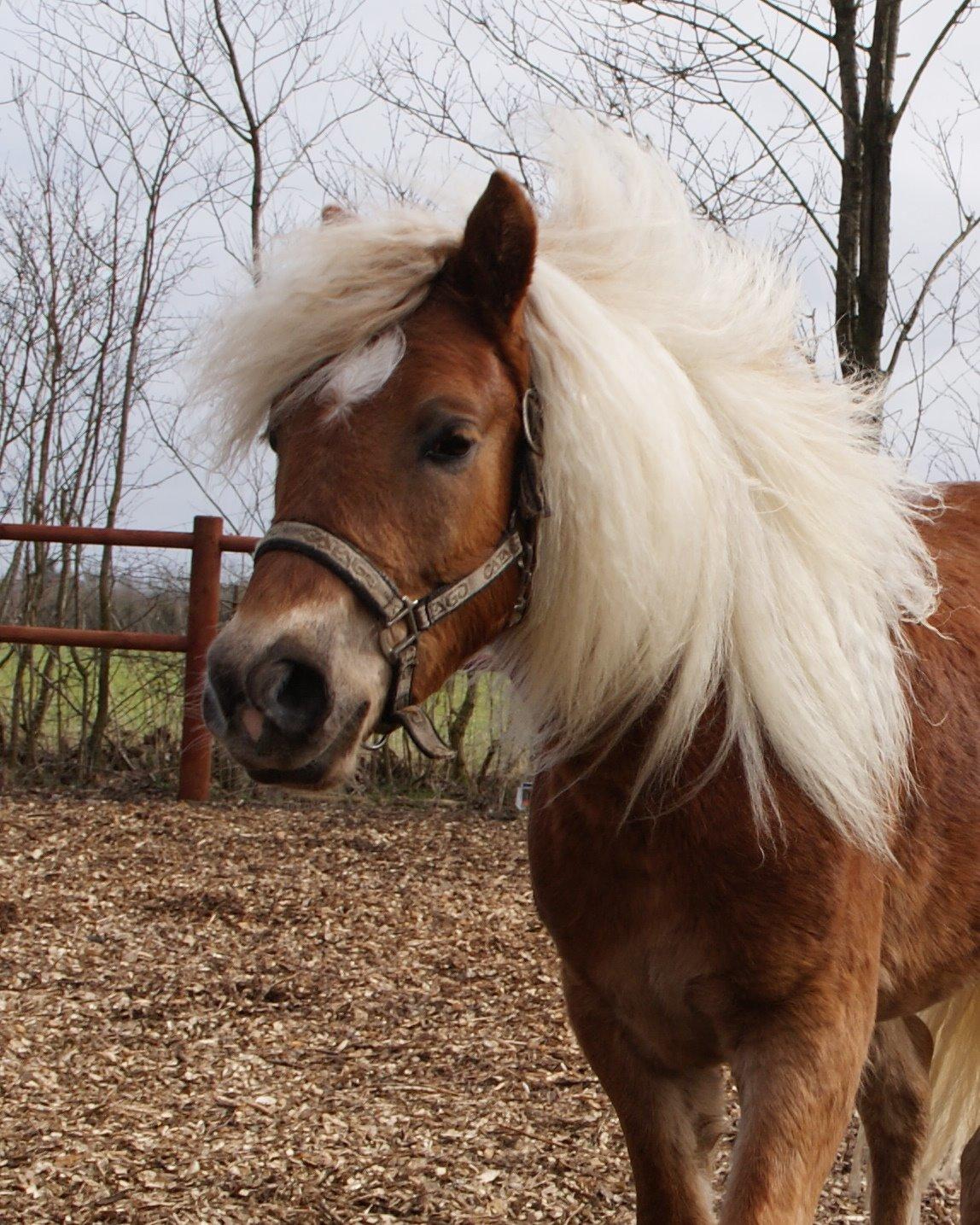 Haflinger Staying Alive billede 3