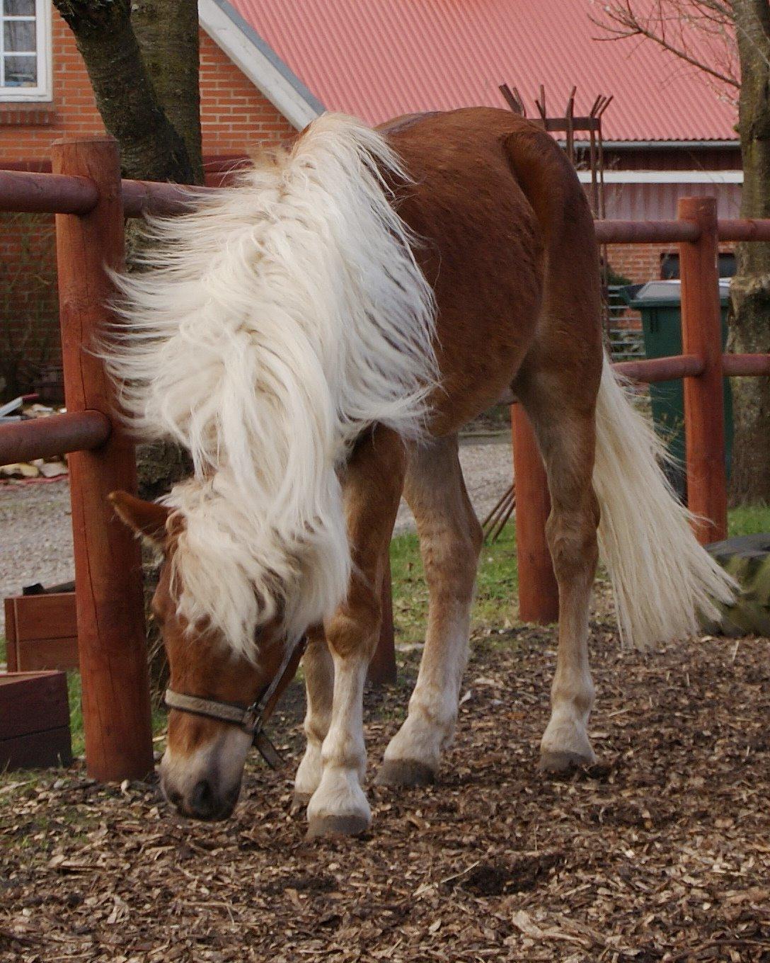 Haflinger Staying Alive billede 4