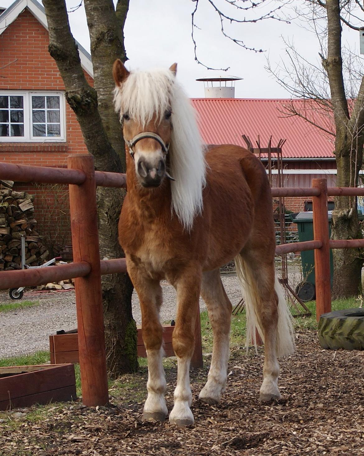 Haflinger Staying Alive billede 6