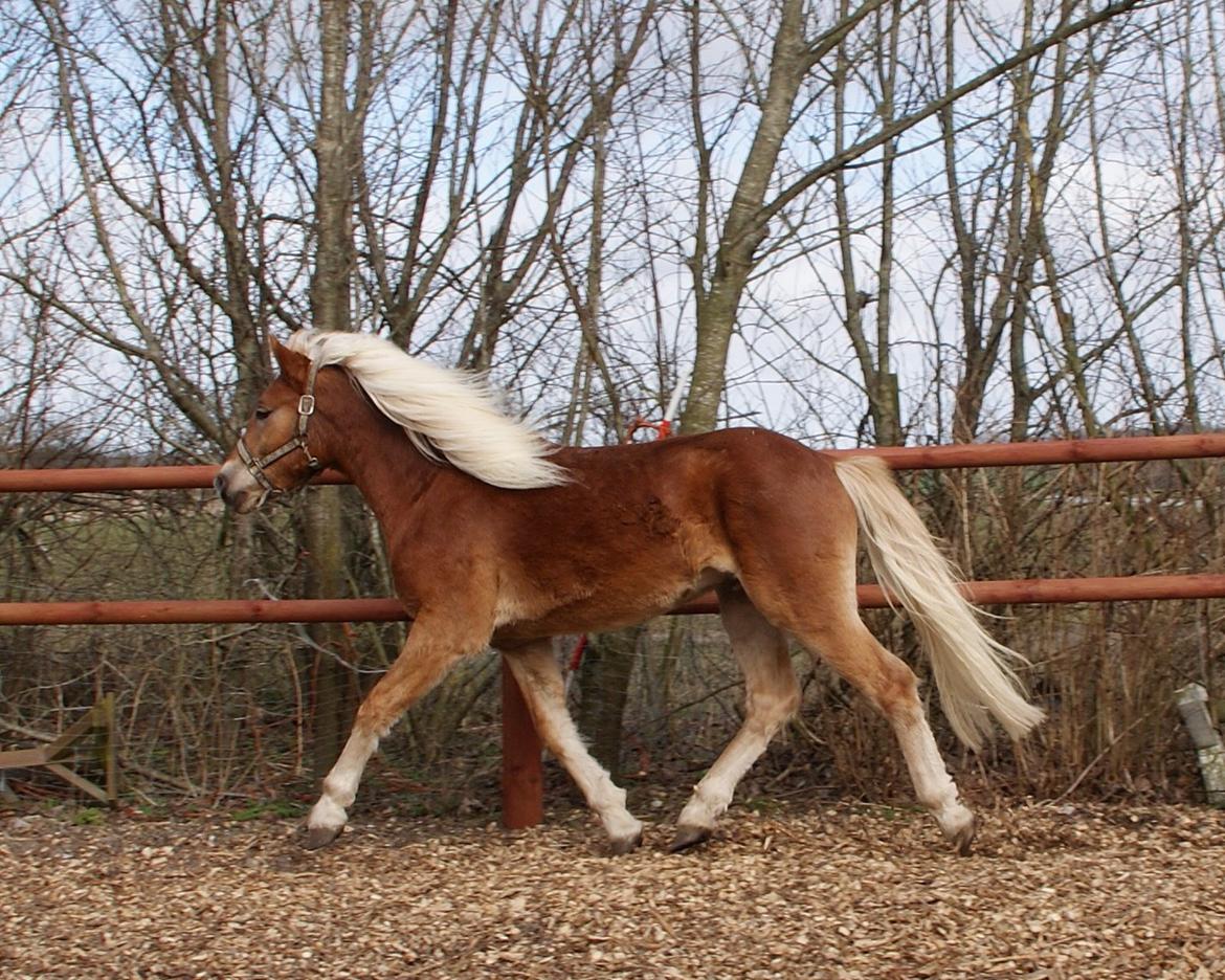 Haflinger Staying Alive billede 8