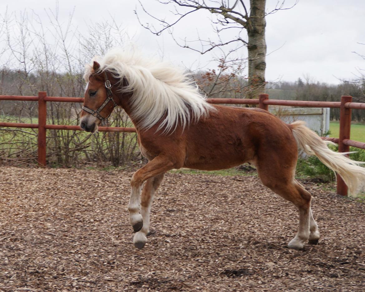 Haflinger Staying Alive billede 9