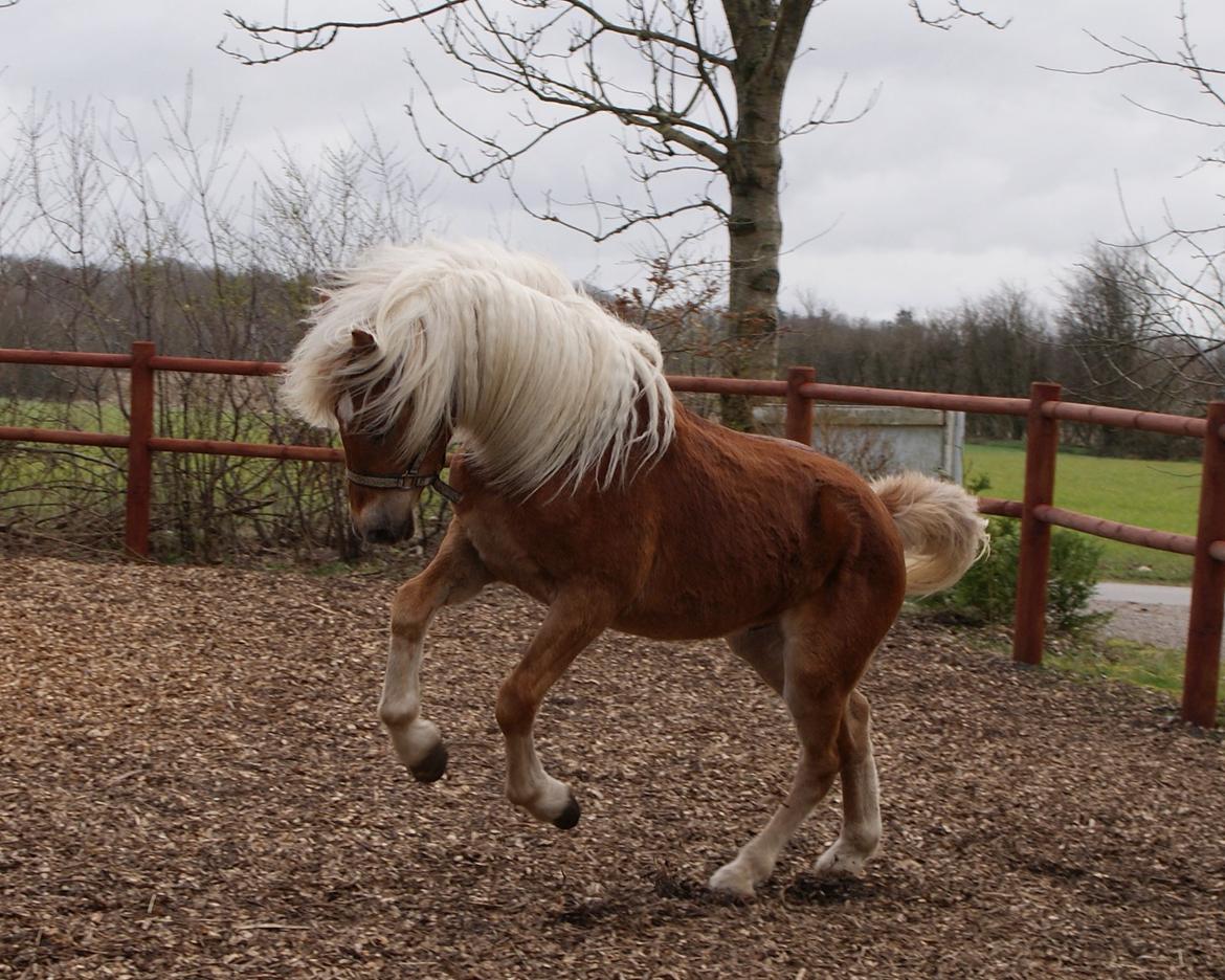 Haflinger Staying Alive billede 12