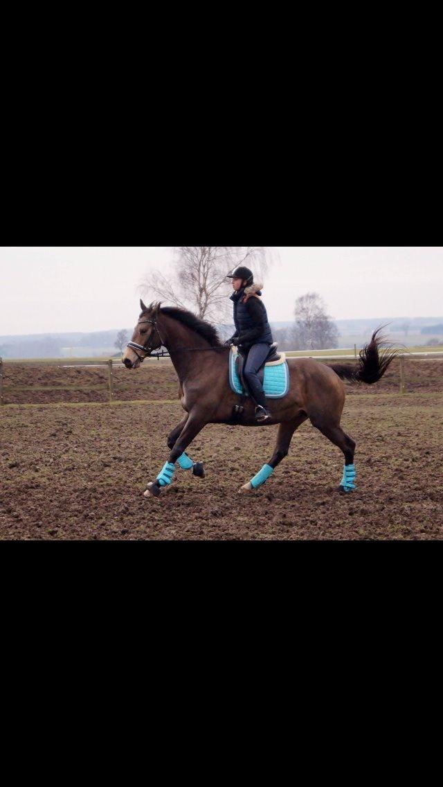 Palomino Østrupgårds Coco Chanel billede 1