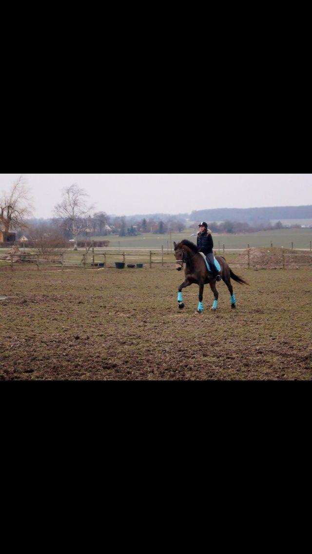 Palomino Østrupgårds Coco Chanel billede 2