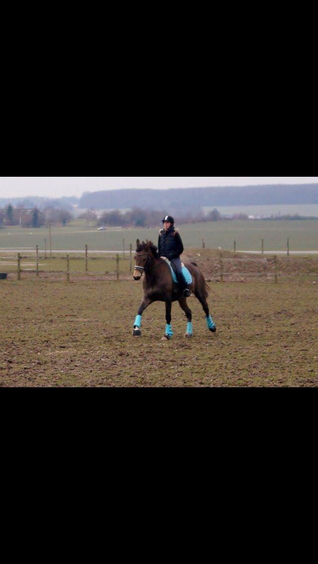 Palomino Østrupgårds Coco Chanel billede 3