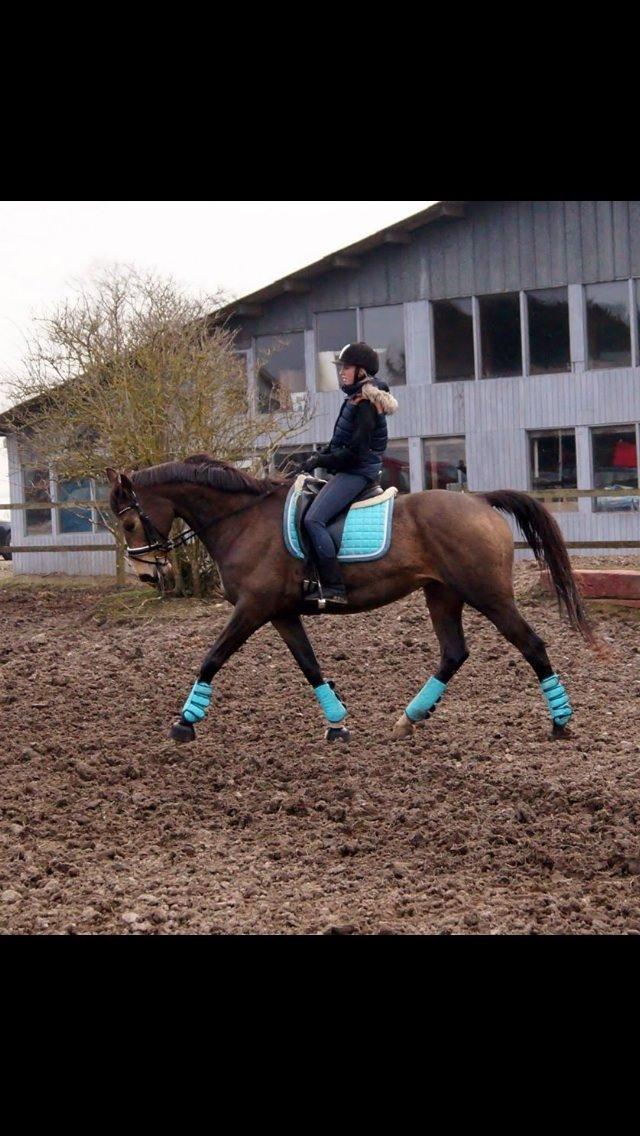 Palomino Østrupgårds Coco Chanel billede 4