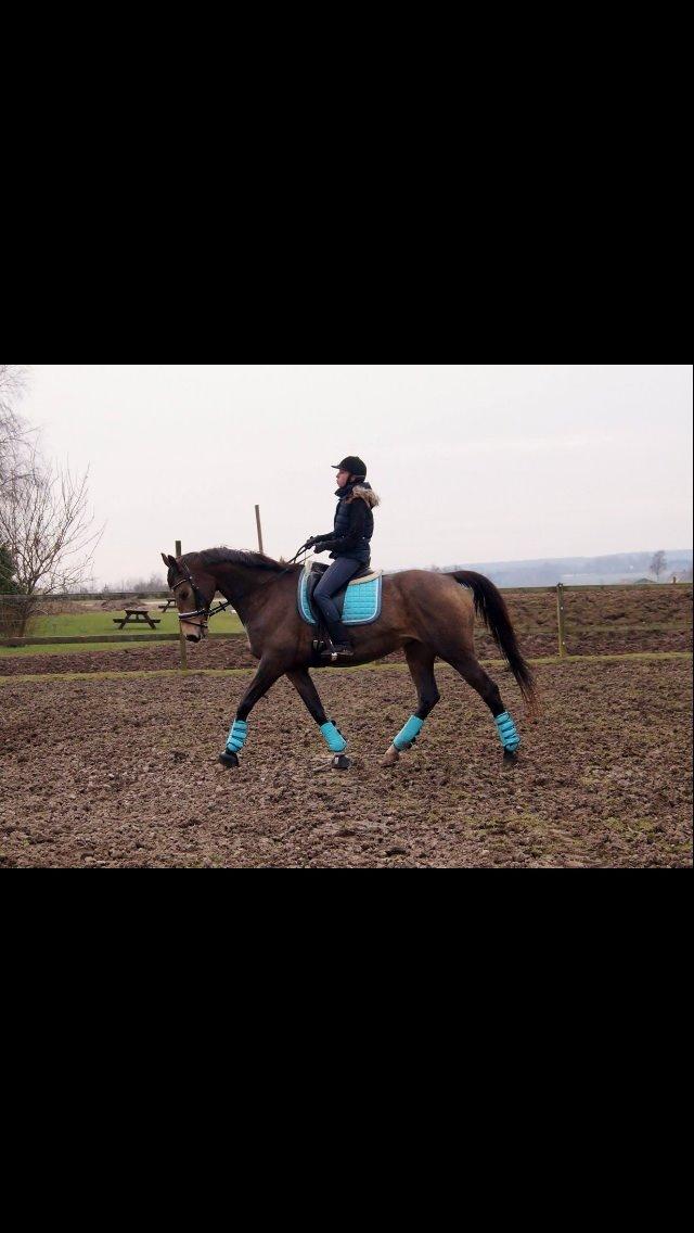 Palomino Østrupgårds Coco Chanel billede 5