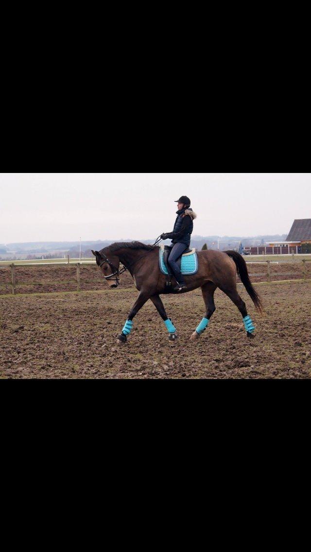 Palomino Østrupgårds Coco Chanel billede 6