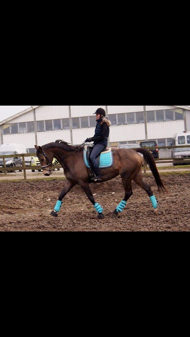 Palomino Østrupgårds Coco Chanel billede 7