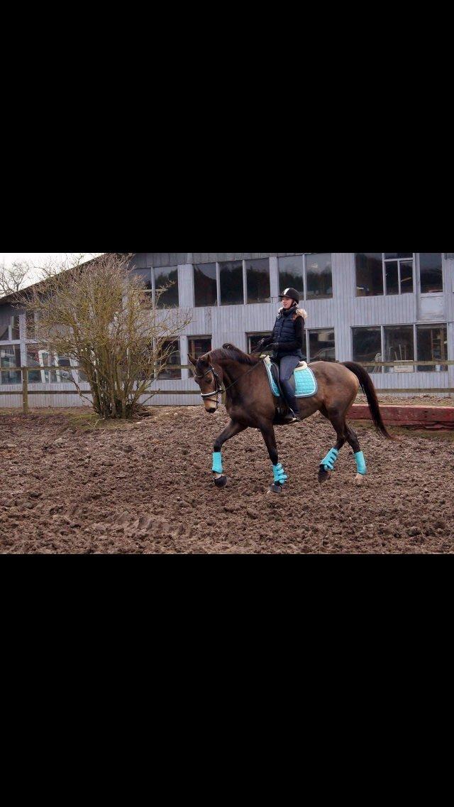 Palomino Østrupgårds Coco Chanel billede 9