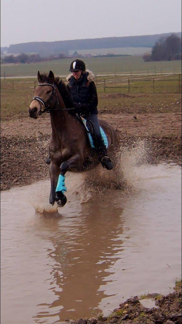 Palomino Østrupgårds Coco Chanel billede 8