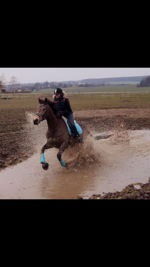 Palomino Østrupgårds Coco Chanel billede 10