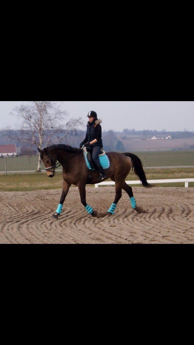 Palomino Østrupgårds Coco Chanel billede 11