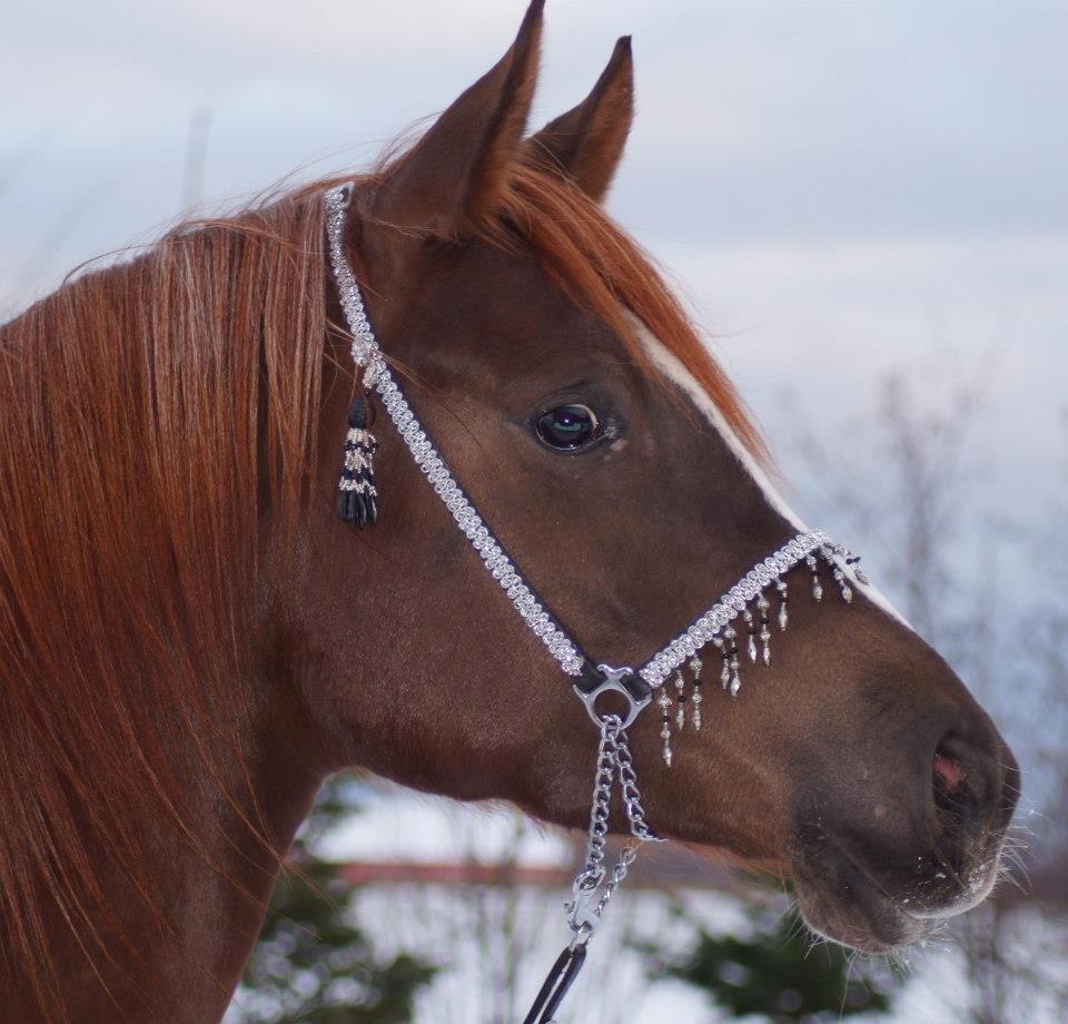 Arabisk fuldblod (OX) Flyer billede 18