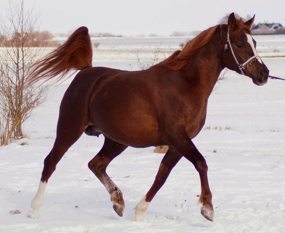 Arabisk fuldblod (OX) Flyer billede 22