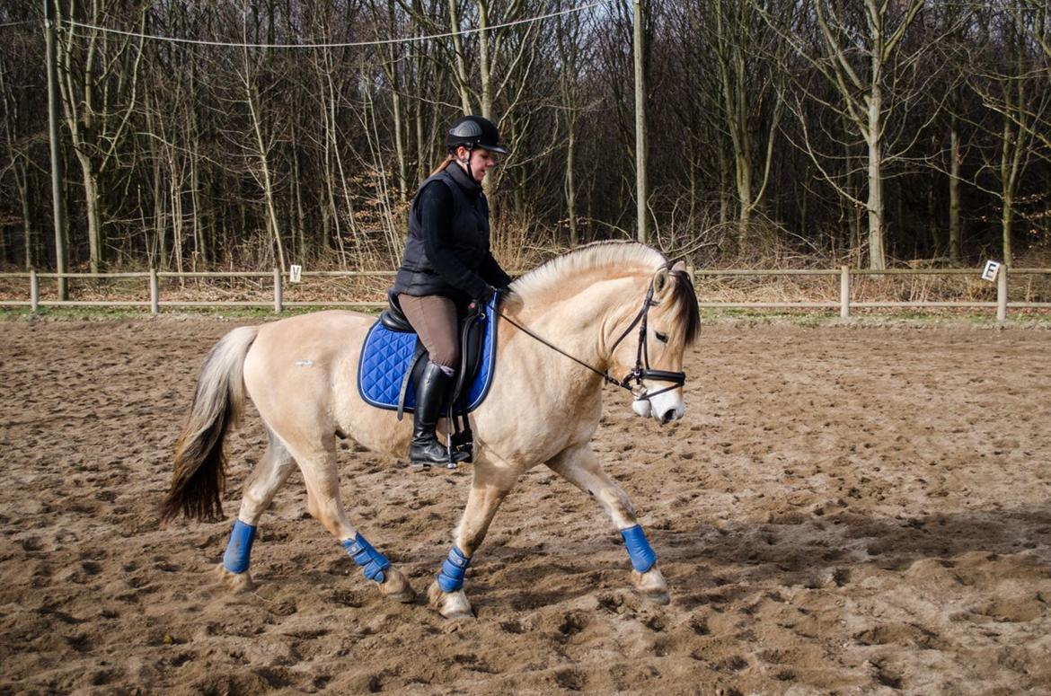 Fjordhest KRAGELUNDS TRYM - 20.03.14 - Dressurundervisning billede 27