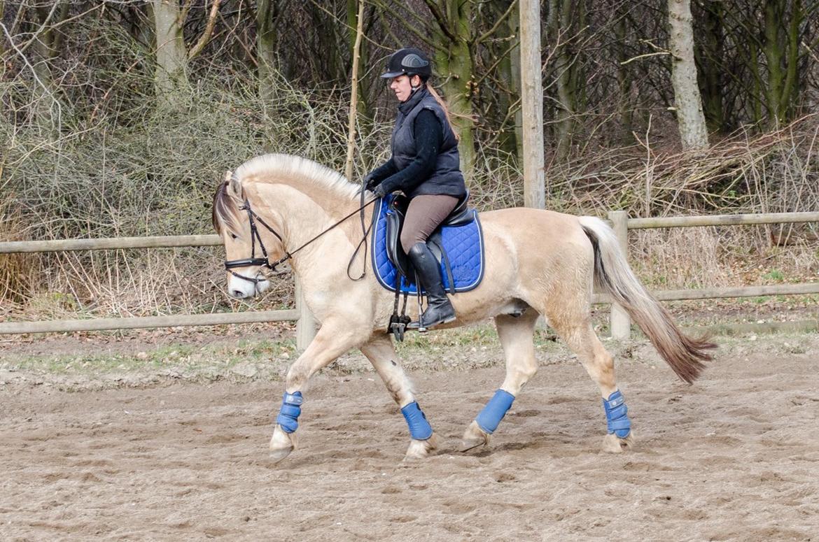 Fjordhest KRAGELUNDS TRYM - 20.03.14 - Dressurundervisning billede 6