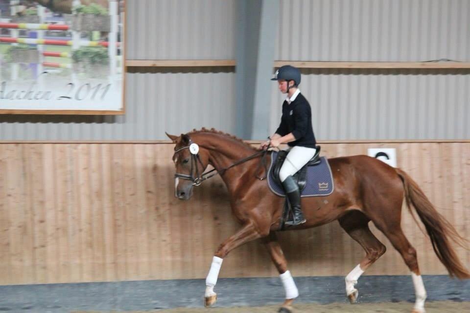Dansk Varmblod De Luxe Ø - Fra stationsafprøvningen august 2013 billede 12
