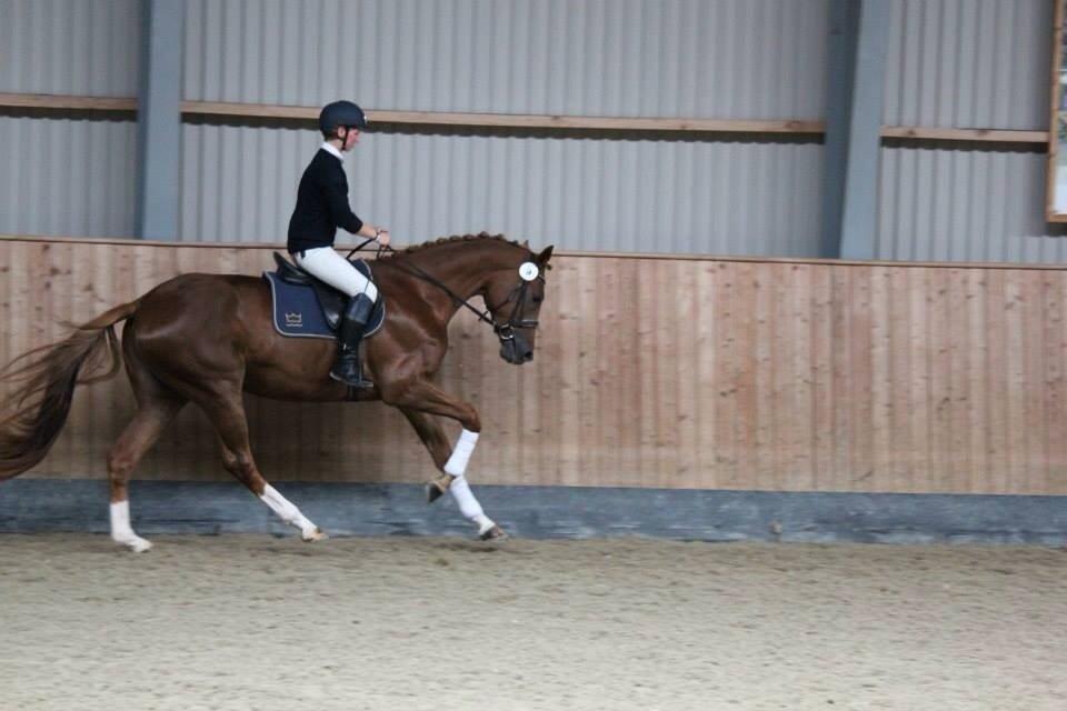 Dansk Varmblod De Luxe Ø - Stationsafprøvning - august 2013 billede 13