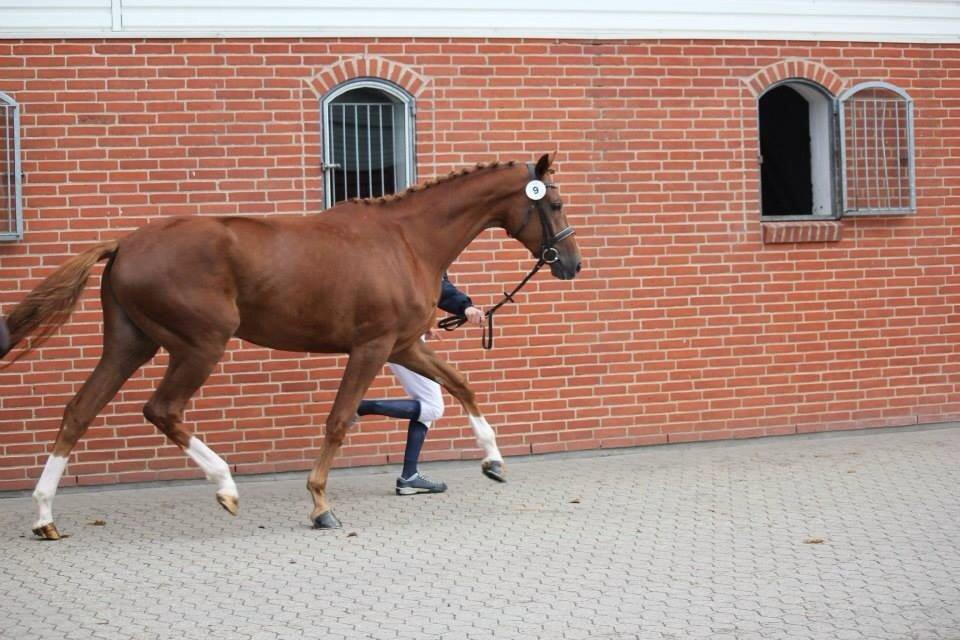 Dansk Varmblod De Luxe Ø - Stationsafprøvning - august 2013 billede 14