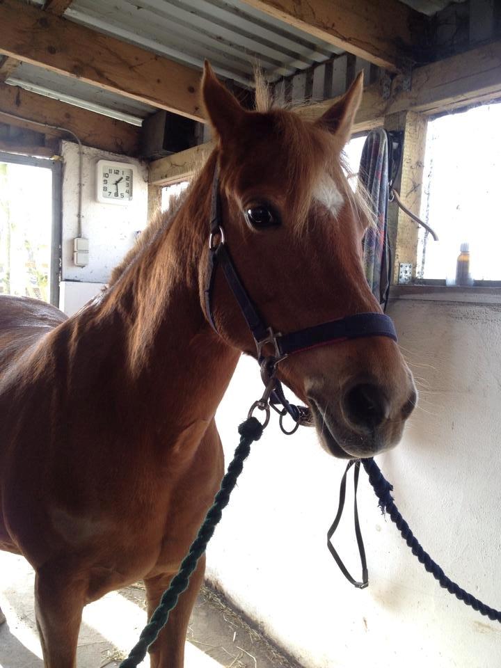 Anden særlig race Laika <3  - Laika i stalden :-) billede 20