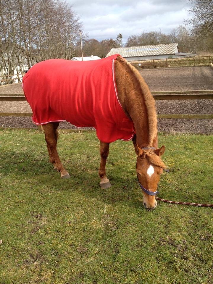 Anden særlig race Laika <3  - Smukkeste pony <3 billede 15