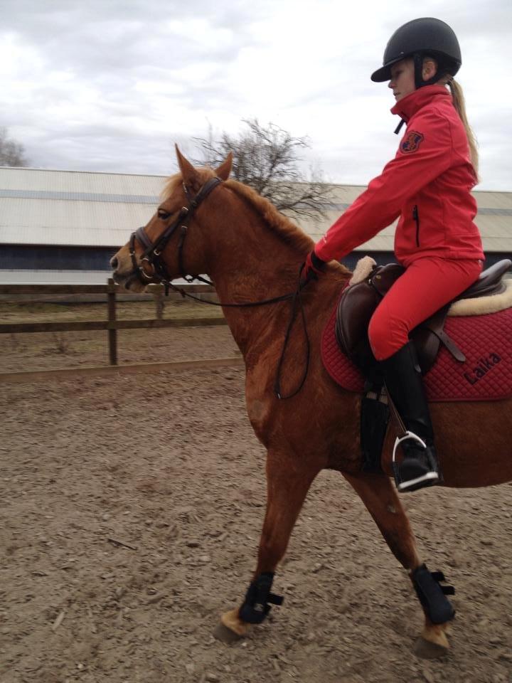 Anden særlig race Laika <3  - <3<3 billede 24