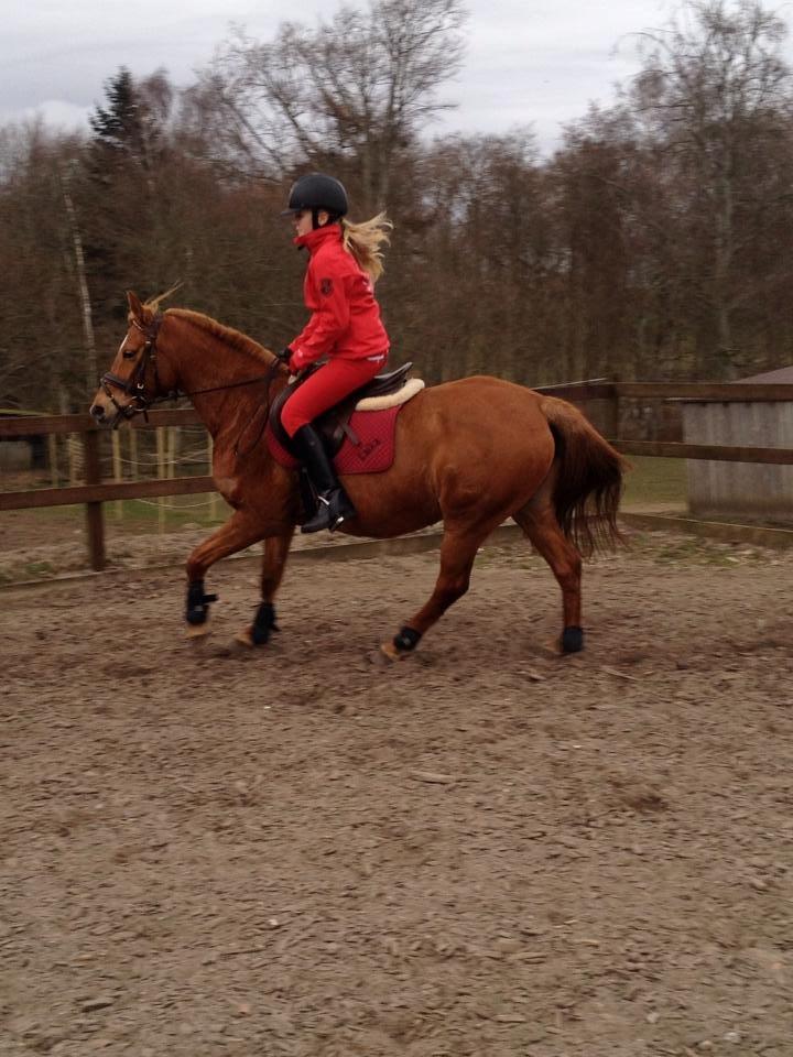 Anden særlig race Laika <3  - Galop <3 billede 10