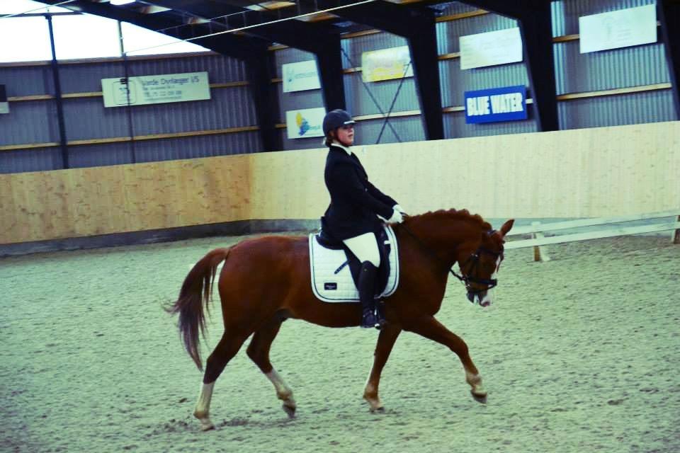 Anden særlig race Milando - Klubmesterskab på EOR billede 13