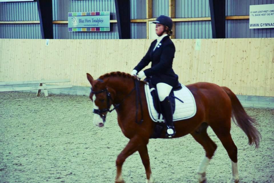 Anden særlig race Milando - Så go'!  billede 10