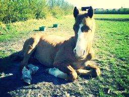 Anden særlig race Milando - Milando som følle ♥♥ billede 17