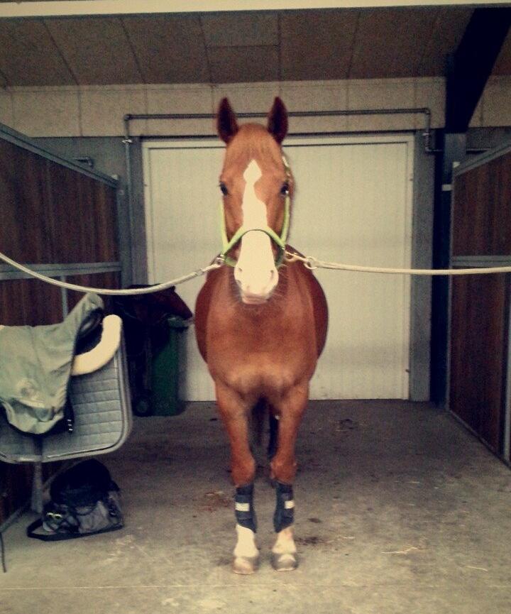 Anden særlig race Milando - Min lille tykke basse <3 billede 19