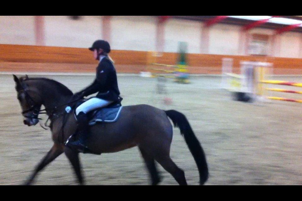 Irsk Sportspony Tullibards Honeydrum billede 8