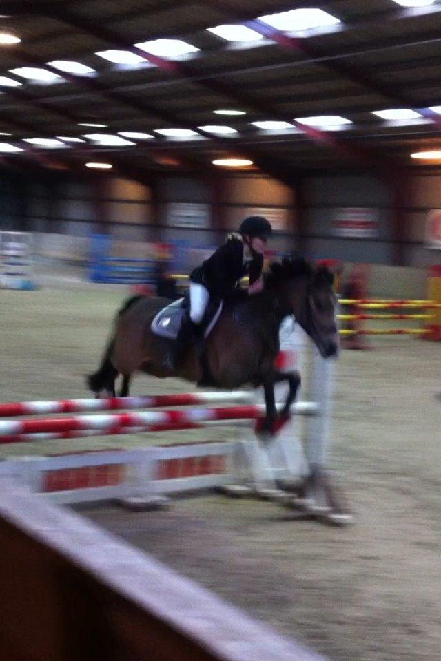 Irsk Sportspony Tullibards Honeydrum billede 9