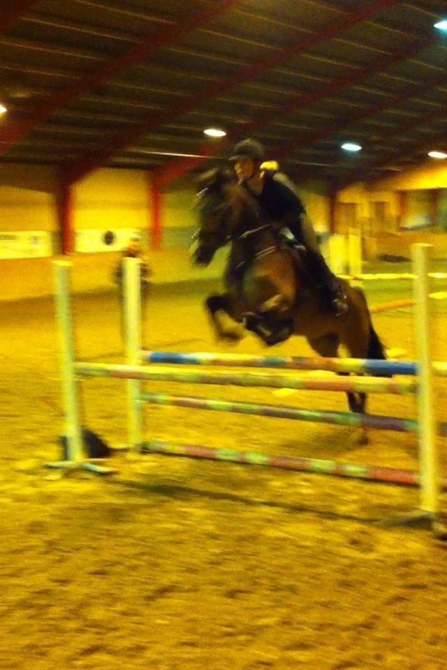 Irsk Sportspony Tullibards Honeydrum billede 10