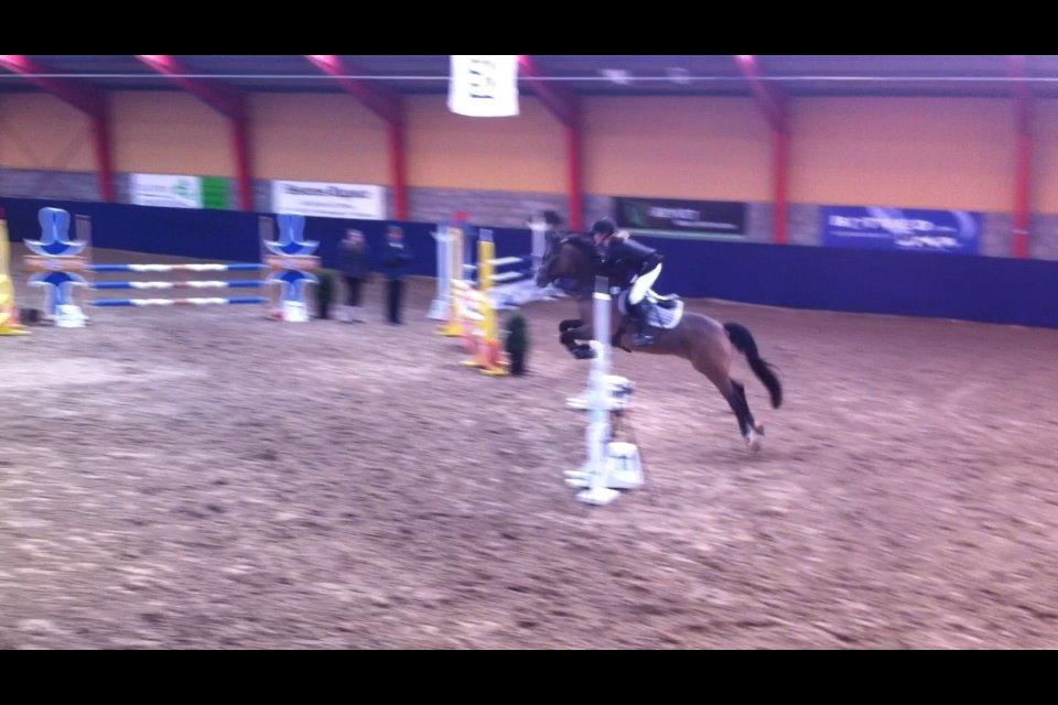 Irsk Sportspony Tullibards Honeydrum billede 11