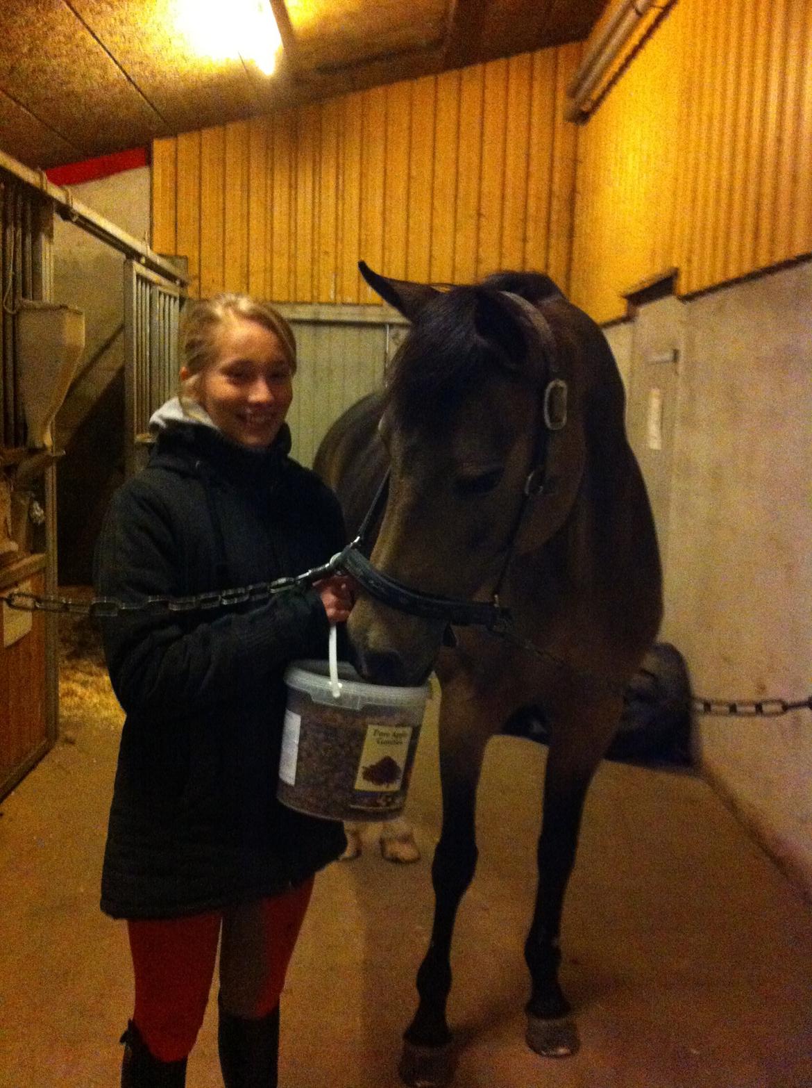 Irsk Sportspony Tullibards Honeydrum billede 12